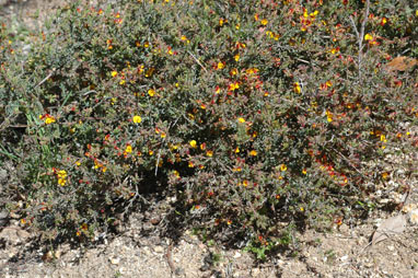APII jpeg image of Eutaxia parvifolia  © contact APII