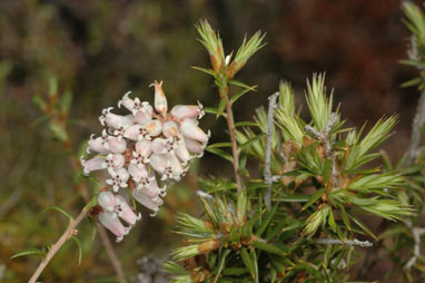 APII jpeg image of Lissanthe strigosa subsp. subulata  © contact APII