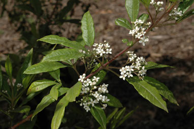 APII jpeg image of Zieria arborescens  © contact APII