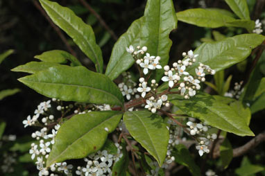 APII jpeg image of Zieria arborescens  © contact APII