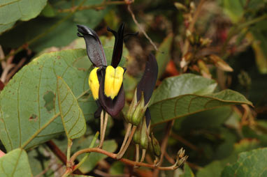 APII jpeg image of Kennedia nigricans  © contact APII