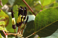 Kennedia nigricans 