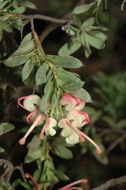 APII jpeg image of Grevillea iaspicula  © contact APII