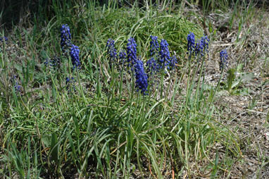 APII jpeg image of Muscari armeniacum  © contact APII