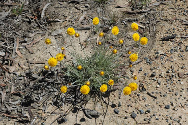 APII jpeg image of Leucochrysum albicans var. albicans  © contact APII