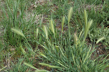 APII jpeg image of Hordeum glaucum  © contact APII