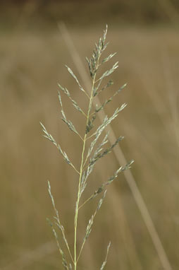 APII jpeg image of Eragrostis curvula  © contact APII