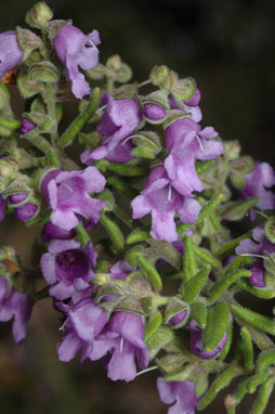 APII jpeg image of Prostanthera stricta  © contact APII