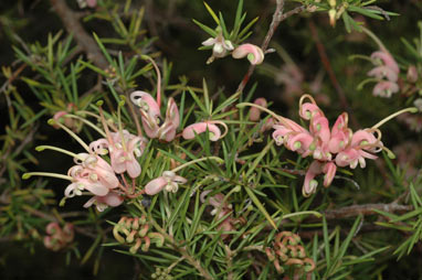 APII jpeg image of Grevillea juniperina 'Pink Lady'  © contact APII