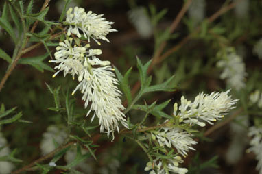 APII jpeg image of Grevillea pulchella subsp. ascendens  © contact APII