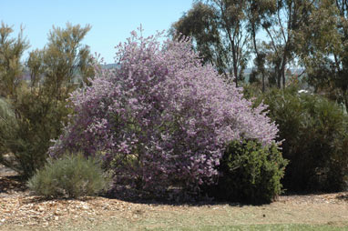 APII jpeg image of Eremophila nivea  © contact APII