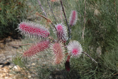 APII jpeg image of Grevillea petrophiloides subsp. magnifica  © contact APII