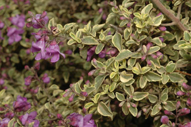 APII jpeg image of Prostanthera ovalifolia 'Variegata'  © contact APII