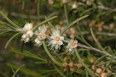 APII jpeg image of Hypocalymma angustifolium  © contact APII