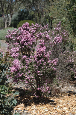 APII jpeg image of Olearia phlogopappa  © contact APII