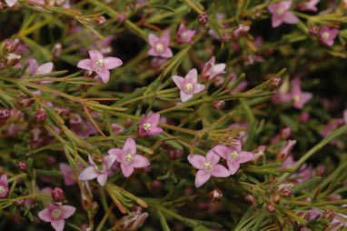 APII jpeg image of Boronia filifolia  © contact APII