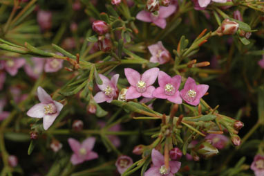 APII jpeg image of Boronia filifolia  © contact APII