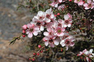 APII jpeg image of Leptospermum 'Pink Cascade'  © contact APII