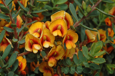 APII jpeg image of Eutaxia parvifolia  © contact APII