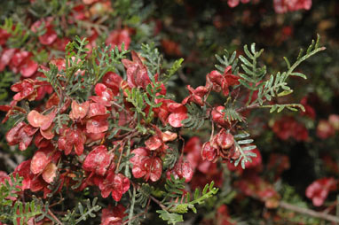 APII jpeg image of Dodonaea sinuolata  © contact APII