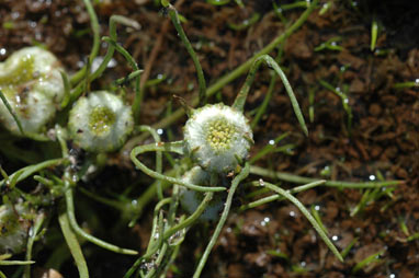 APII jpeg image of Myriocephalus rhizocephalus  © contact APII