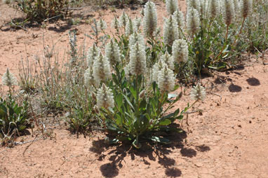 APII jpeg image of Ptilotus nobilis  © contact APII