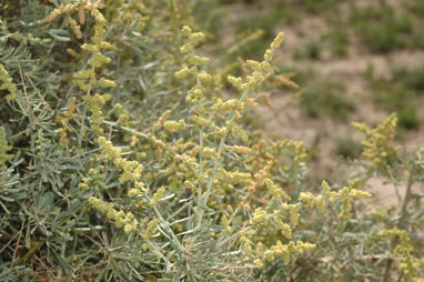 APII jpeg image of Chenopodium nitrariaceum  © contact APII