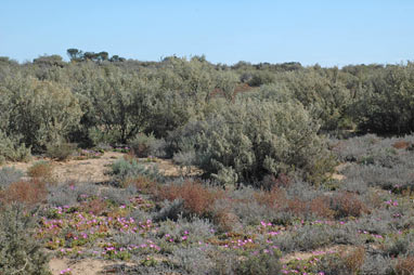 APII jpeg image of Atriplex vesicaria  © contact APII