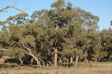 APII jpeg image of Eucalyptus largiflorens  © contact APII