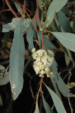 APII jpeg image of Eucalyptus largiflorens  © contact APII