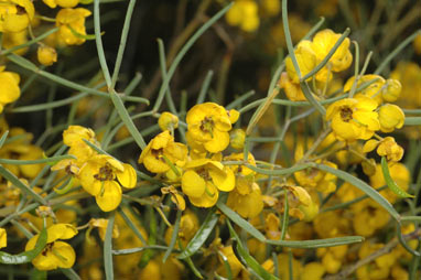 APII jpeg image of Senna artemisioides subsp. x petiolaris  © contact APII