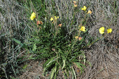 APII jpeg image of Oenothera stricta subsp. stricta  © contact APII