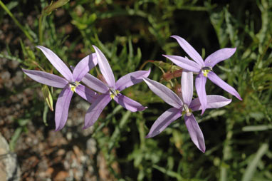 APII jpeg image of Isotoma axillaris  © contact APII