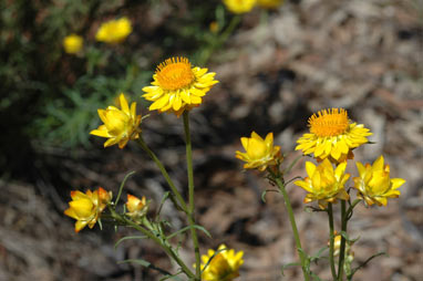 APII jpeg image of Xerochrysum viscosum  © contact APII