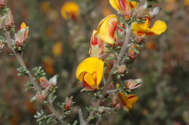 APII jpeg image of Pultenaea largiflorens  © contact APII