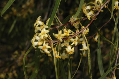 APII jpeg image of Pittosporum angustifolium  © contact APII