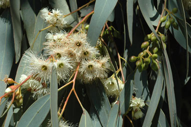 APII jpeg image of Eucalyptus sideroxylon subsp. sideroxylon  © contact APII