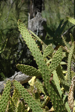 APII jpeg image of Opuntia schickendantzii  © contact APII