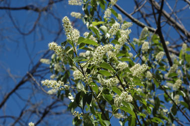 APII jpeg image of Prunus serotina  © contact APII