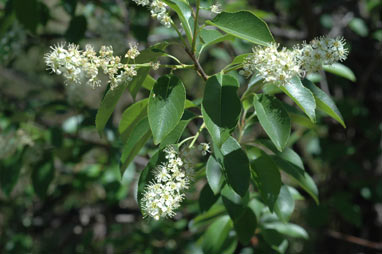 APII jpeg image of Prunus serotina  © contact APII