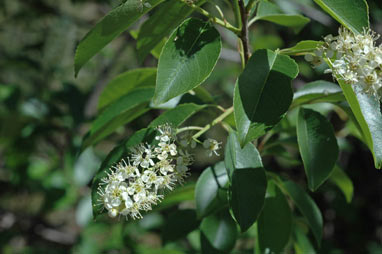 APII jpeg image of Prunus serotina  © contact APII