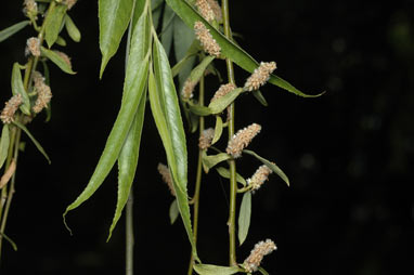 APII jpeg image of Salix babylonica  © contact APII