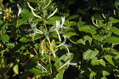 APII jpeg image of Lonicera japonica  © contact APII