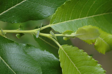 APII jpeg image of Salix myricoides  © contact APII