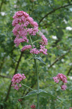 APII jpeg image of Centranthus ruber subsp. ruber  © contact APII