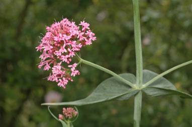 APII jpeg image of Centranthus ruber subsp. ruber  © contact APII