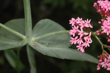 APII jpeg image of Centranthus ruber subsp. ruber  © contact APII