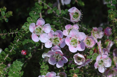 APII jpeg image of Leptospermum rotundifolium 'Julie Ann'  © contact APII