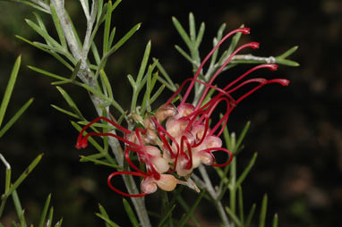 APII jpeg image of Grevillea 'Little Jessie'  © contact APII