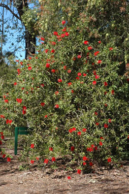 APII jpeg image of Callistemon citrinus 'Splendens'  © contact APII